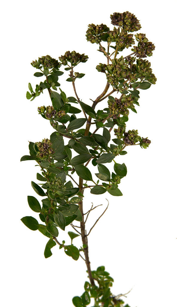 Wilder Majoran (Origanum vulgare) lilies n' birds